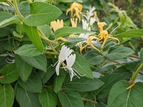 Lonicera jap. 'Hall's Prolific'