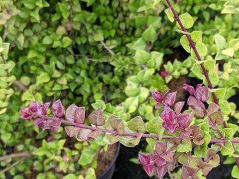 Lonicera nitida 'Red Tips'