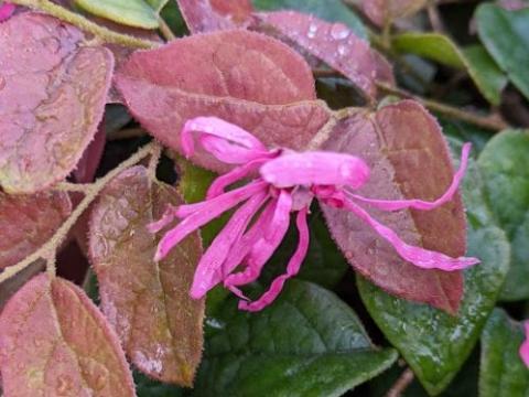 Loropetalum chin. 'Day Break Flame'