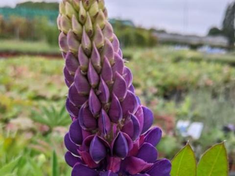 Lupinus 'Gallery Blue'