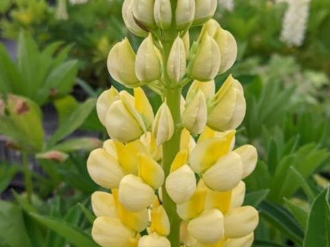 Lupinus 'Chandelier' (Kronleuchter)