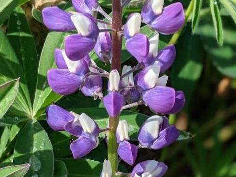 Lupinus 'The Governor'(Kastellan)