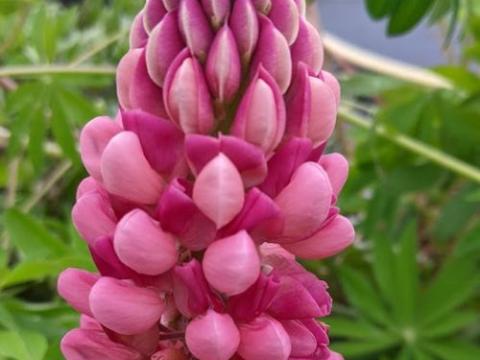 Lupinus 'La Chatelaine' (Schlossfrau)