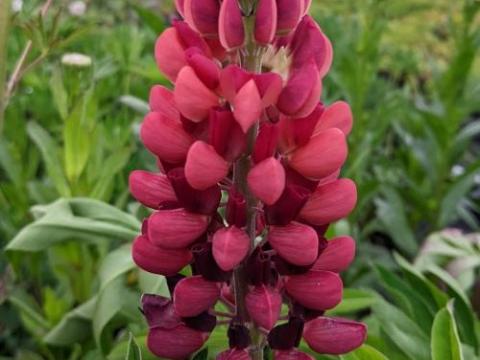 Lupinus 'My Castle' (Mein Schloss)