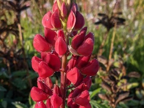 Lupinus 'The Pages' (Edelknape)