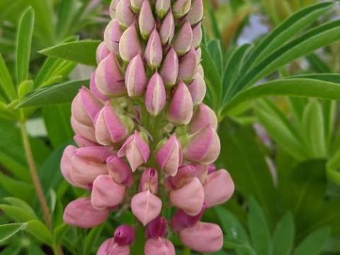Lupinus 'Gallery Pink'
