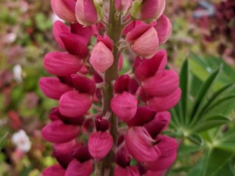 Lupinus 'Gallery Red'