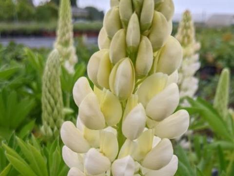 Lupinus 'Gallery White'