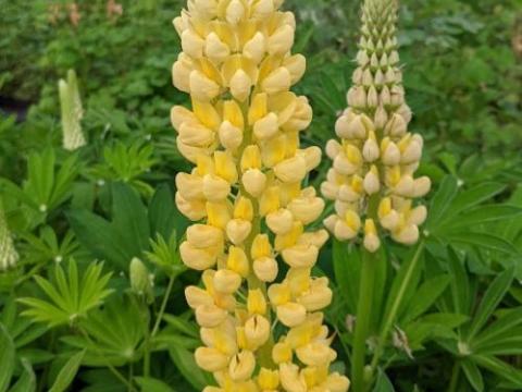 Lupinus 'Gallery Yellow'