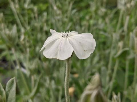 Lychnis coronaria 'Alba'