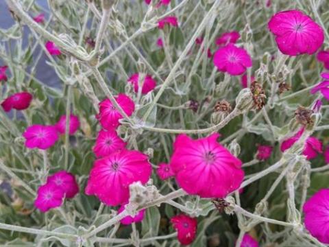 Lychnis coronaria 'Atrosanguinea'