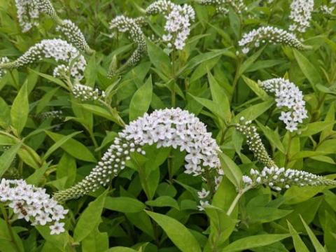 Lysimachia clethroides