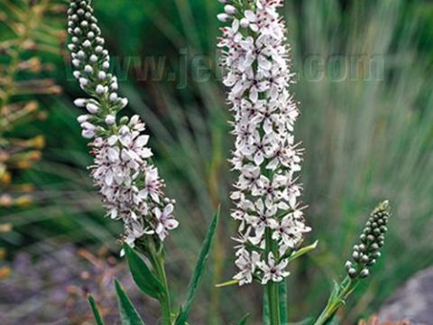 Lysimachia ephemerum