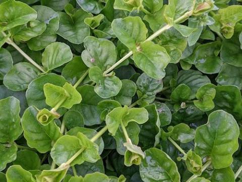 Lysimachia nummelaria