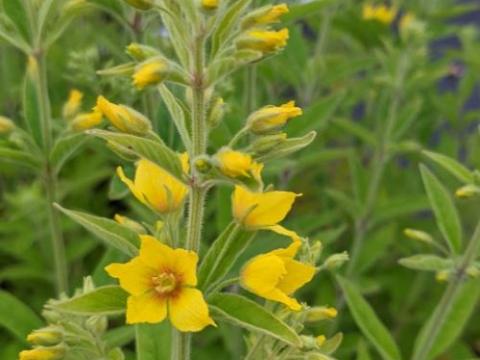 Lysimachia punctata