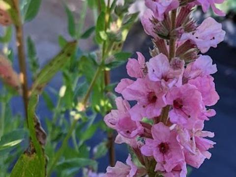 Lythrum salicaria 'Blush'