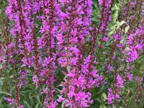 Lythrum virgatum 'Dropmore Purple'