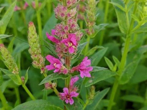Lythrum salicaria 'Robert'