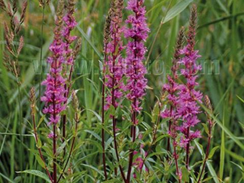 Lythrum salicaria