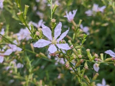 Lythrum virgatum 'White Swirl'