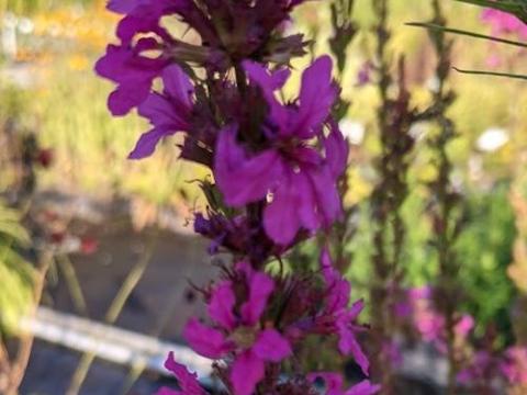 Lythrum salicaria 'Zigeunerblut'