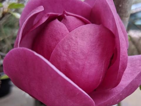 Magnolia 'Black Tulip'®