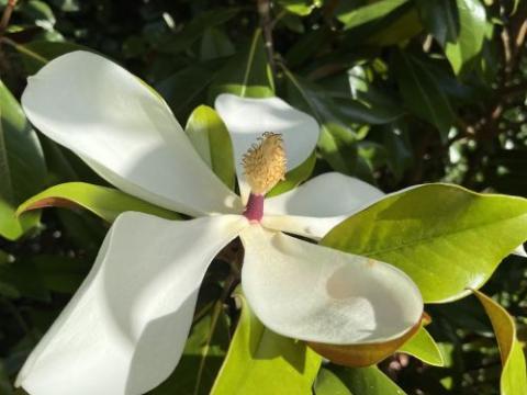 Magnolia grandiflora 'Galissonnière'