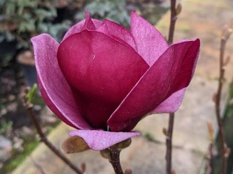 Magnolia 'Genie' PBR