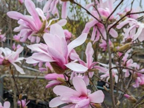 Magnolia loebneri 'Leonard Messel'