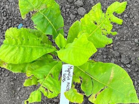 Magnolia macrophylla