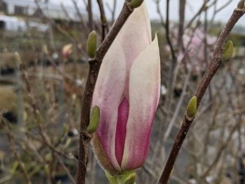 Magnolia soulangeana