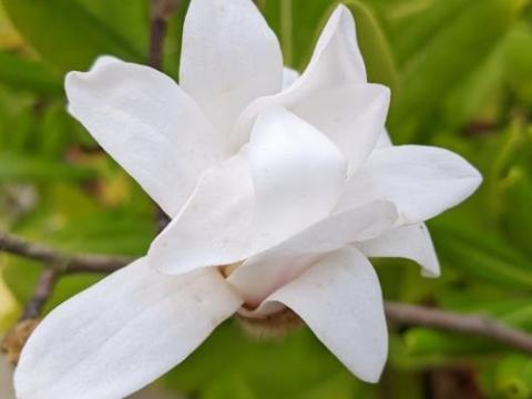 Magnolia stellata