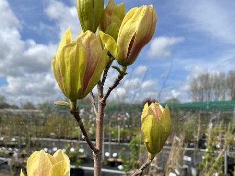Magnolia 'Sunsation'