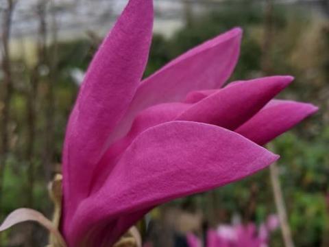 Magnolia 'Susan'
