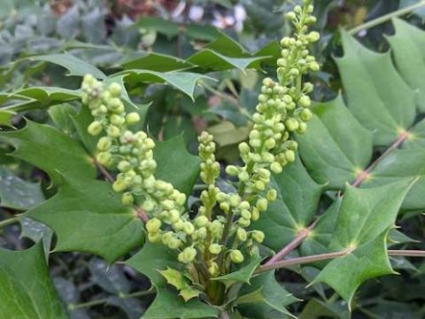 Mahonia media 'Wintersun'