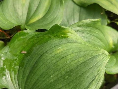 Maianthemum bifolium