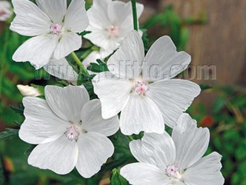 Malva moschata 'Alba'