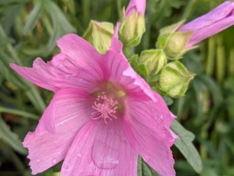 Malva moschata