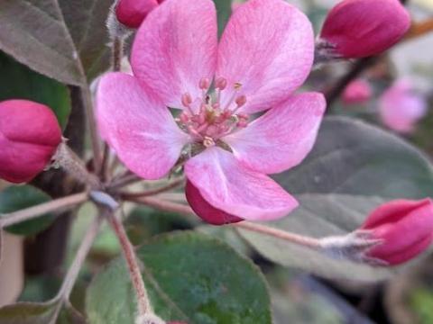 Malus transitoria 'Gulliver'