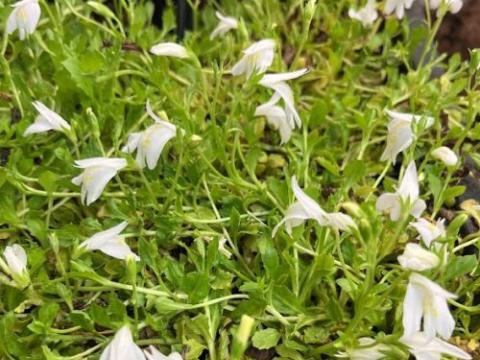 Mazus reptans 'Albus'