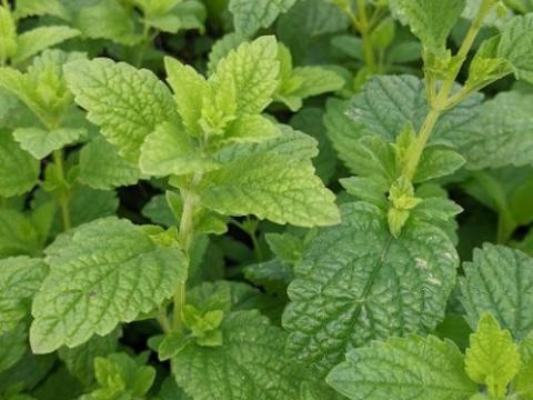 Melissa officinalis citroenmelisse