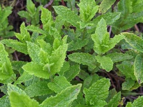 Mentha spicata 'Moroccan'