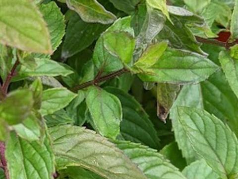 Mentha piperita 'Nigra' ZWARTE MUNT