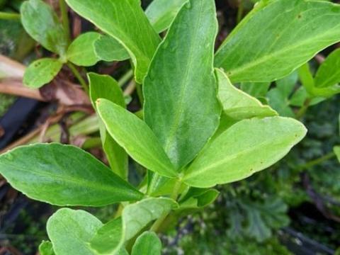 Menyanthes trifoliata
