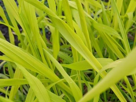 Millium effusum 'Aureum'