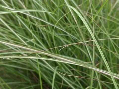 Miscanthus sin. 'Adagio'