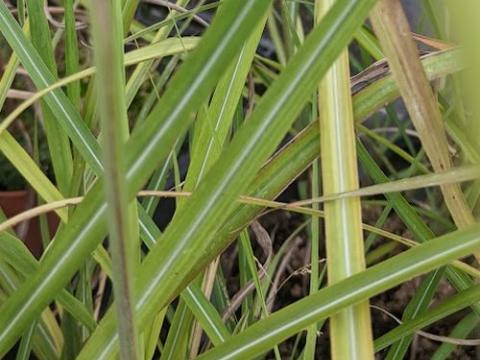 Miscanthus sin. 'China'