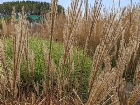 Miscanthus sin. 'Dronning Ingrid'