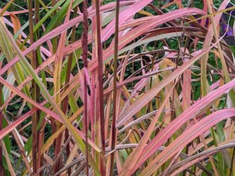Miscanthus sin. 'Ghana'