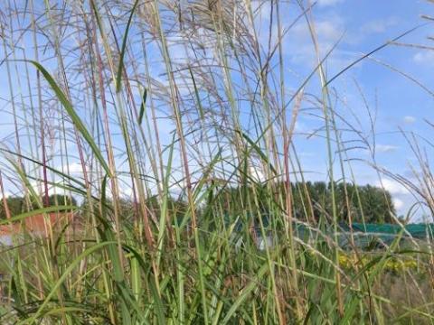 Miscanthus sin. 'Goliath'